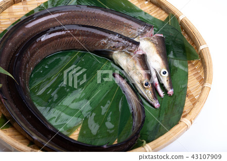 Hamo Foodstuff 43107909