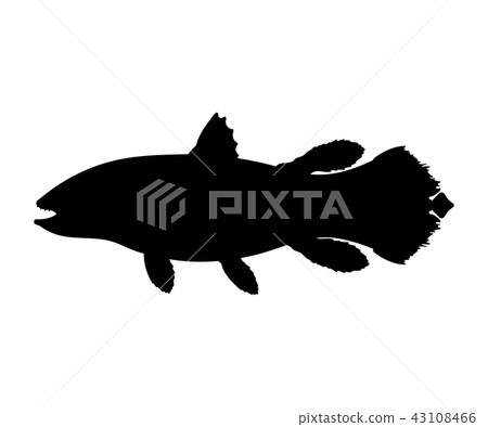 Latimeria fish silhouette living fossil prehistoric animal 43108466