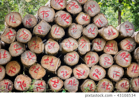 Logs of gold teak 43108534