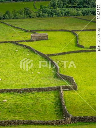 Swaledale Barns and stone walls 43108571