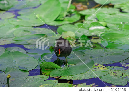Common moorhen walking over the water lily leaves Common moorhen walking over the water lily leaves 43109438