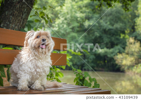 Adorable small dog sitting on a bench in nature Adorable small dog sitting on a bench in nature 43109439