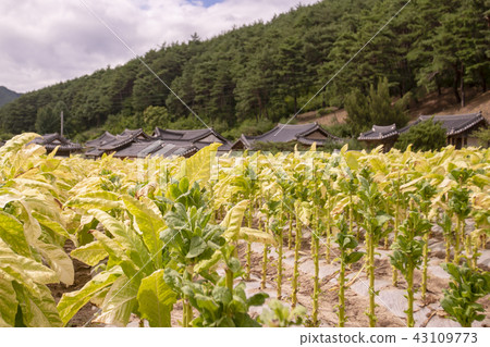 松,安東,慶北 松,安東,慶北 43109773