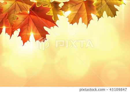 Maple background - Stock Illustration [43109847] - PIXTA
