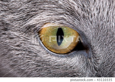 gray cat close-up gray cat close-up 43110335
