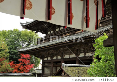 Niwaji Precincts, a World Heritage Site during the autumn colors [Kyoto City, Ukyo Ward] 43111098