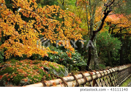 在深秋的葉子[京都市，Ukyo Ward]著色的龍安寺的理由 43111140