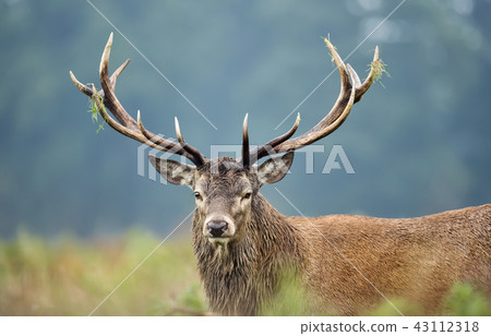 Close-up of a red deer stag during rutting season Close-up of a red deer stag during rutting season 43112318