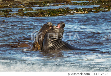 Close-up of Southern elephant seals play-fighting Close-up of Southern elephant seals play-fighting 43112328