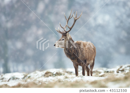 Red deer stag in winter Red deer stag in winter 43112330