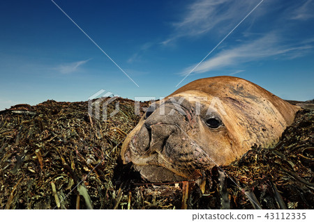 Close-up of Elephant Seal lying on seaweeds Close-up of Elephant Seal lying on seaweeds 43112335