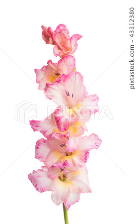 beautiful gladiolus flower isolated beautiful gladiolus flower isolated 43112380