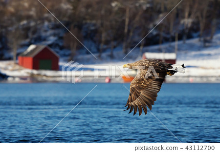 White-tailed sea Eagle in flight  43112700
