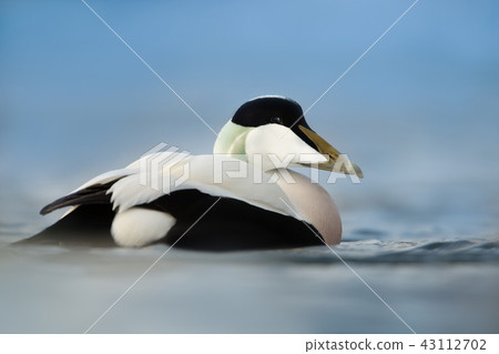Close-up of a male Common Eider 43112702