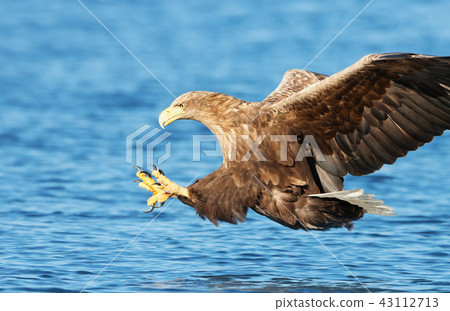 White-tailed sea Eagle in flight White-tailed sea Eagle in flight 43112713