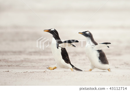 Gentoo penguin chick chasing its parent to be fed 43112714