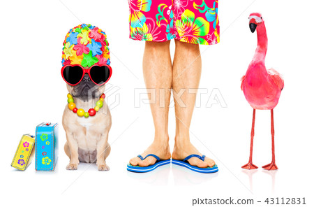 dog and owner on summer vacation 43112831