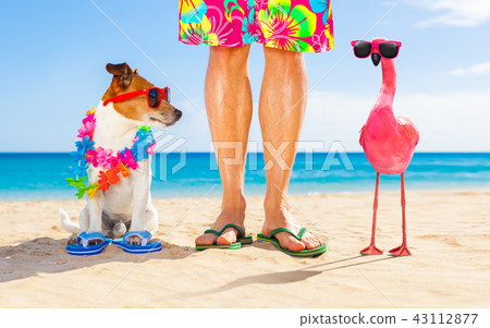 dog and owner on summer vacation dog and owner on summer vacation 43112877
