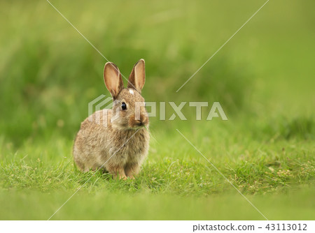 Little bunny sitting in the field of grass Little bunny sitting in the field of grass 43113012