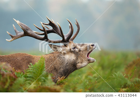 Close-up of a Red deer roaring 43113044
