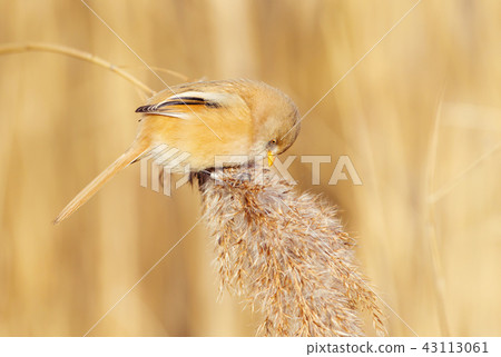 Bearded tit female feeding on seeds Bearded tit female feeding on seeds 43113061