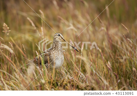 Close up of a south american snipe in a meadow Close up of a south american snipe in a meadow 43113091