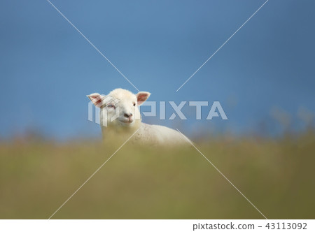 Close-up of young Shetland sheep in grass 43113092