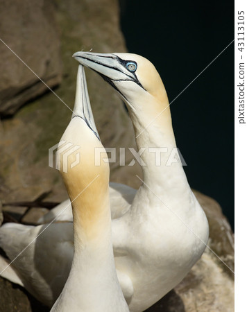 Close-up of Northern gannet display 43113105