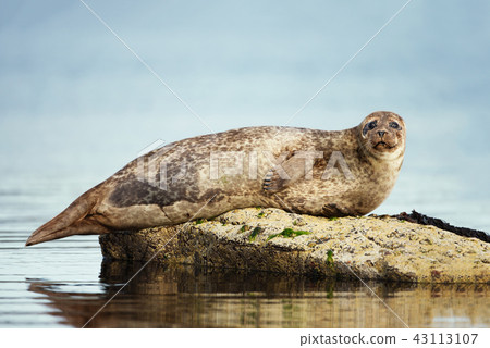 Common Seal lying on the rock Common Seal lying on the rock 43113107