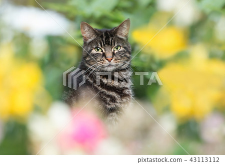 Close-up of a cat sitting among colorful flowers 43113112