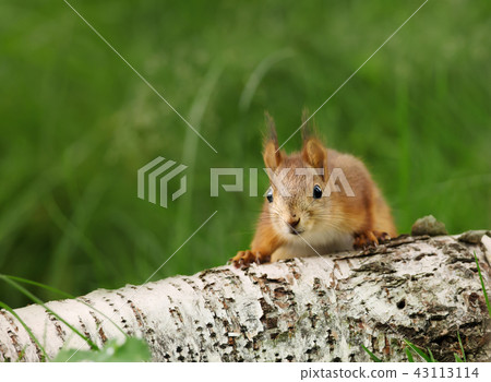 Close-up of a surprised Red squirrel on a log Close-up of a surprised Red squirrel on a log 43113114