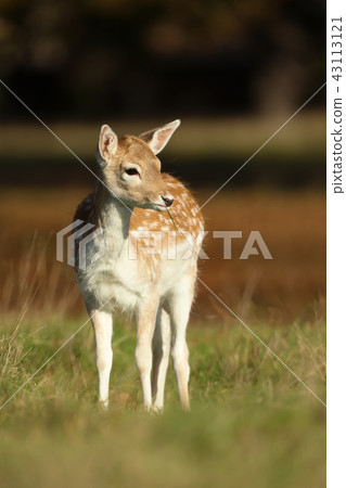 Fallow deer fawn foraging in the field Fallow deer fawn foraging in the field 43113121