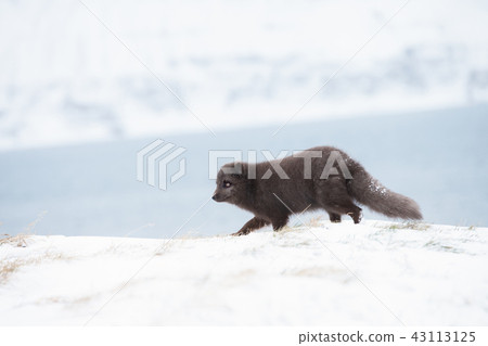 Close up of an Arctic fox running Close up of an Arctic fox running 43113125