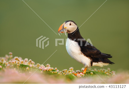 Atlantic puffin in thrift with sand eels 43113127