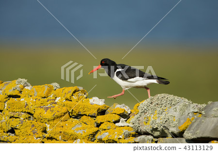 Eurasian oystercatcher walking on a stone fence 43113129