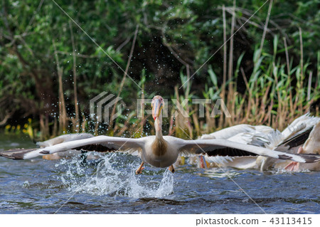 white pelican in Danube Delta, Romania white pelican in Danube Delta, Romania 43113415