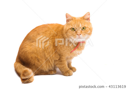 red cat isolated 43113619