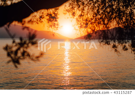 Silhouette olive tree branch in morning warm sunrise light. Sun shape above Mediterranean sea. Sun Silhouette olive tree branch in morning warm sunrise light. Sun shape above Mediterranean sea. Sun 43115287