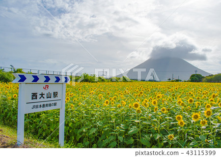 Nishi Oyama station and sunflower field Nishi Oyama station and sunflower field 43115399