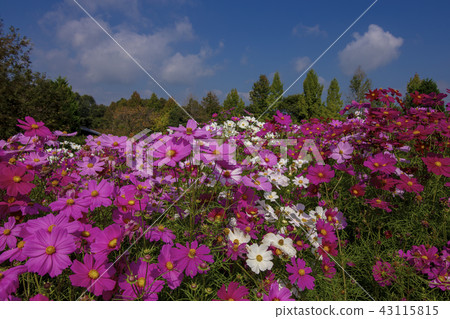 秋天天空和秋天櫻桃Shobara Biki小山公園 秋天天空和秋天櫻桃Shobara Biki小山公園 43115815