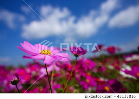 秋天天空和秋天櫻桃Shobara Biki小山公園 秋天天空和秋天櫻桃Shobara Biki小山公園 43115816