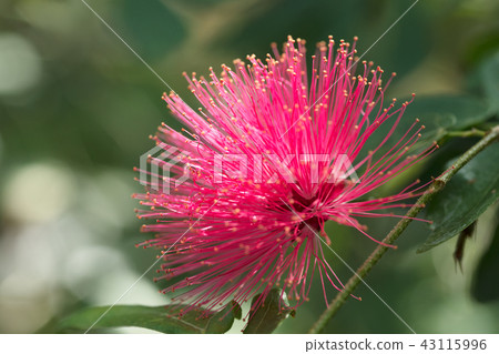 朱纓花 朱纓花 43115996