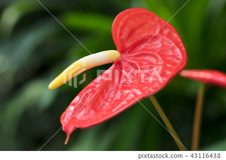 Anthurium Andrea Num Anthurium Andrea Num 43116438