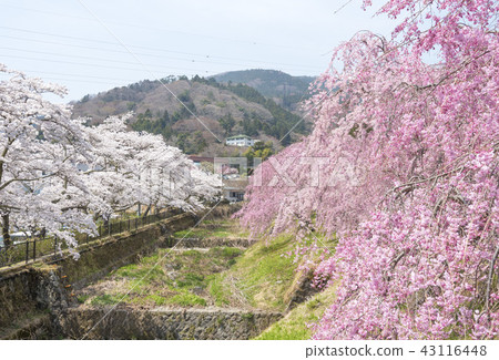 箱根（箱根町，神奈川縣）的宮城縣沒有早川櫻花 43116448