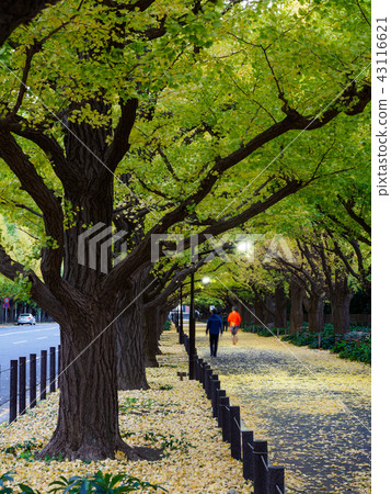 Gaienmae foliage leaves Gaienmae foliage leaves 43116621