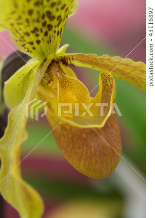 Orchid flower Orchid flower 43116897