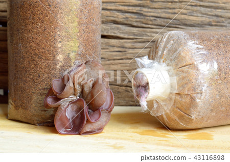 ear mushroom 43116898