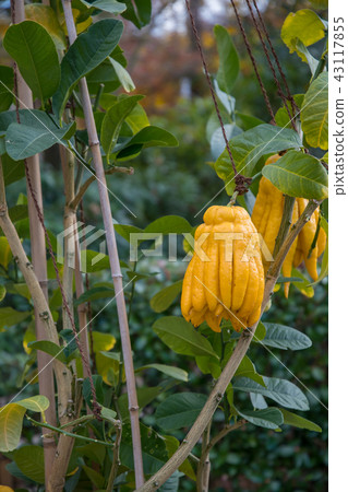 Buddhist altar bush cun 43117855