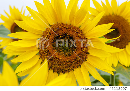 Chungcheongbuk-do, Korea, Boeun, Imhari, flower, sunflower 43118907