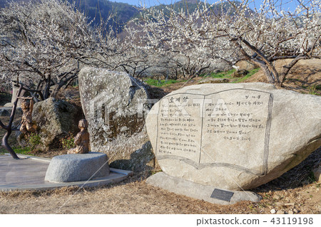 全羅南道，韓國，光陽，梅花村 43119198